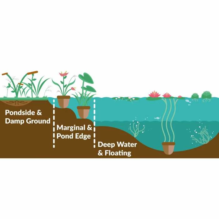 Slender Sweet Flag | Acorus gramineus 'Ogon' - Image 3