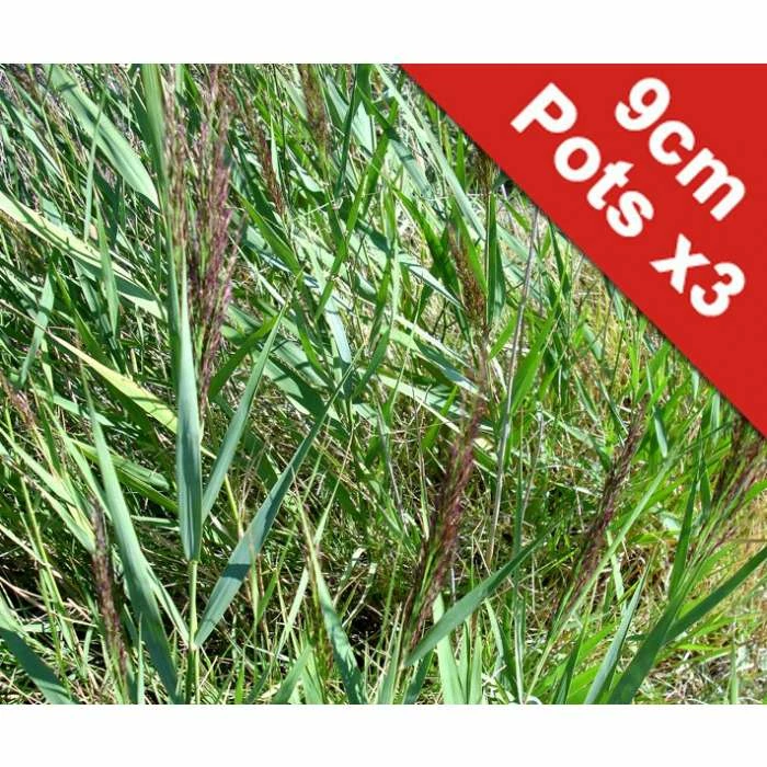 Common Reed | Phragmites australis