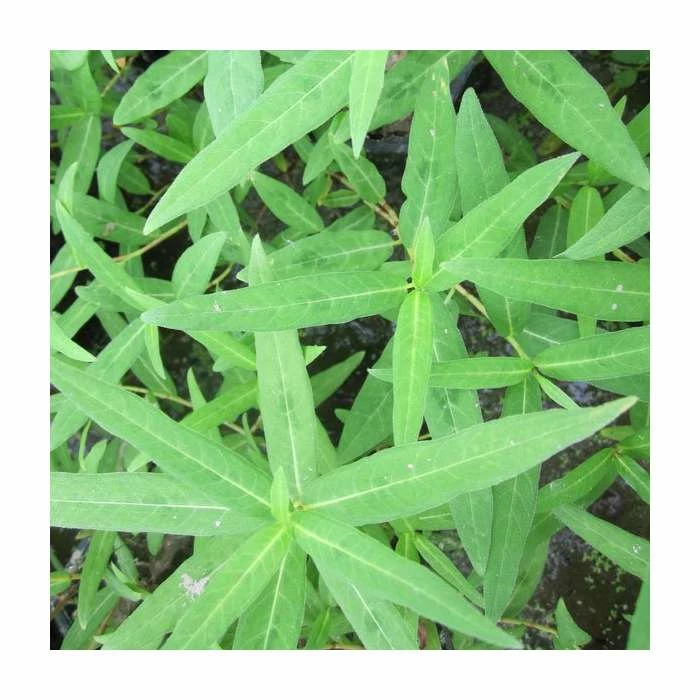 Water Knotweed | Persicaria amphibia - Image 2