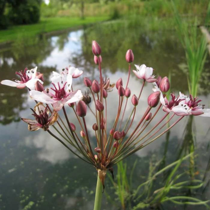 Flowering Rush | Butomus umbellatus - Image 2