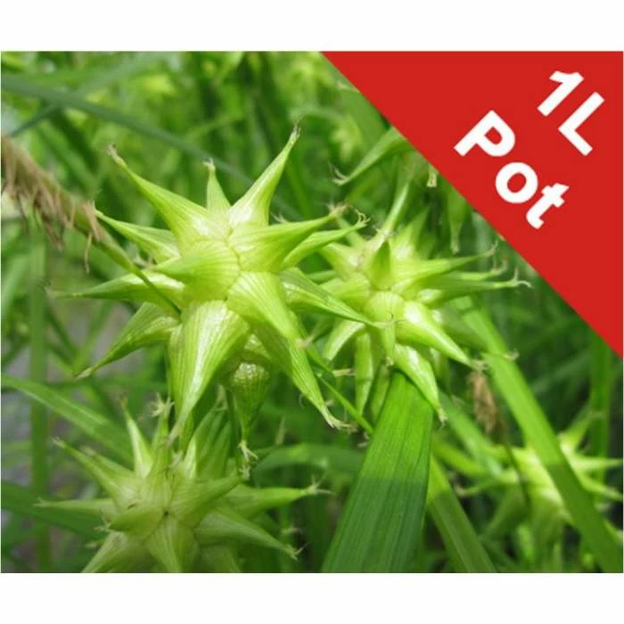 Grey's Sedge | Carex grayi