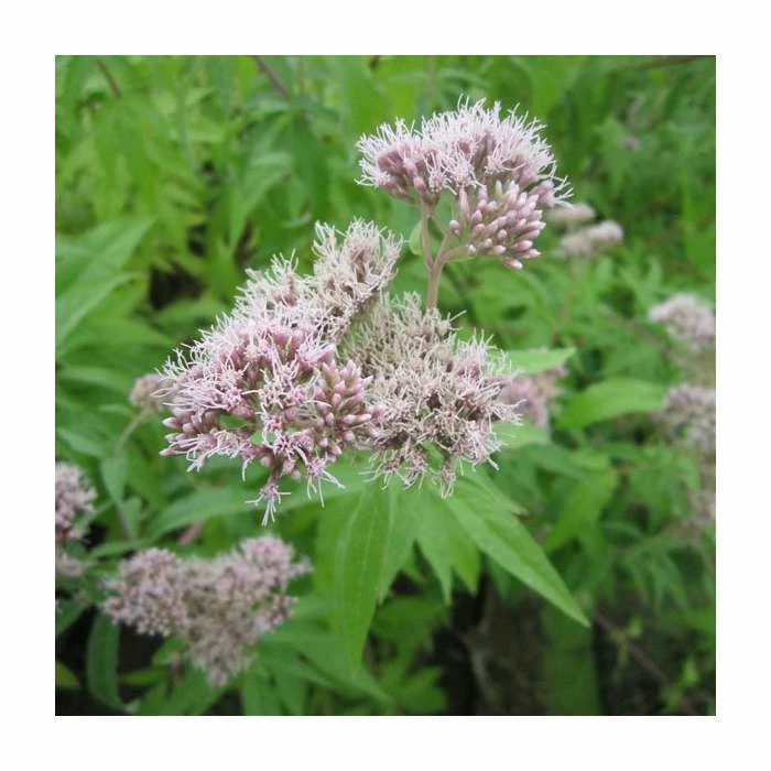 Hemp Agrimony | Eupatorium cannabinum