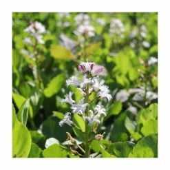Bogbean | Menyanthes trifoliata