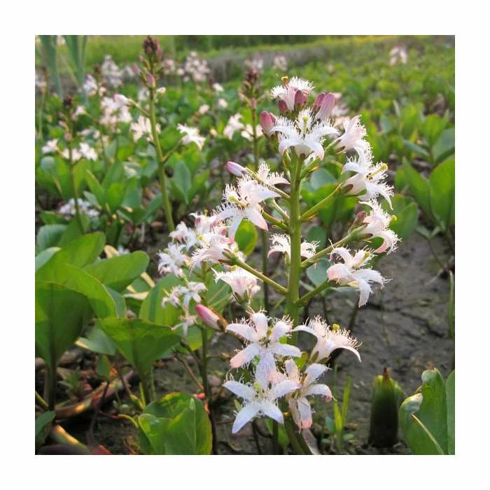 Bogbean | Menyanthes trifoliata - Image 2