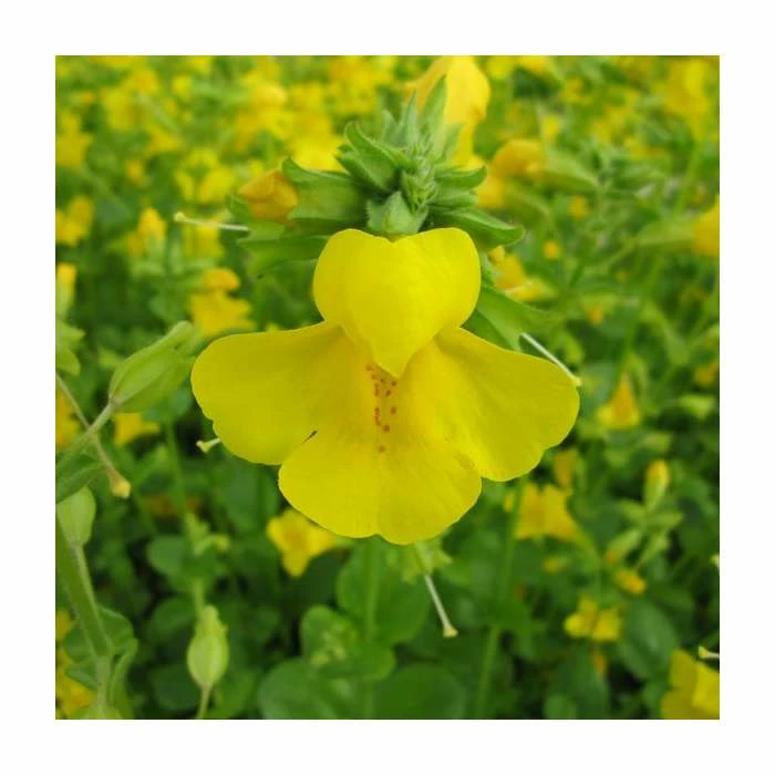 Yellow Monkey Flower | Mimulus guttatus