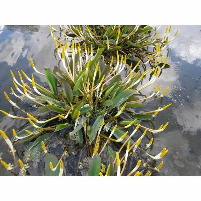 Golden Club | Orontium aquaticum - Image 3