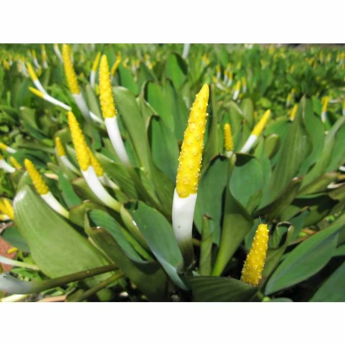 Golden Club | Orontium aquaticum - Image 4