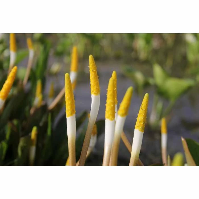 Golden Club | Orontium aquaticum - Image 5