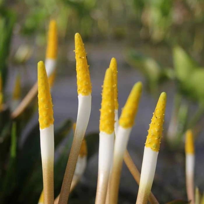 Golden Club | Orontium aquaticum - Image 2