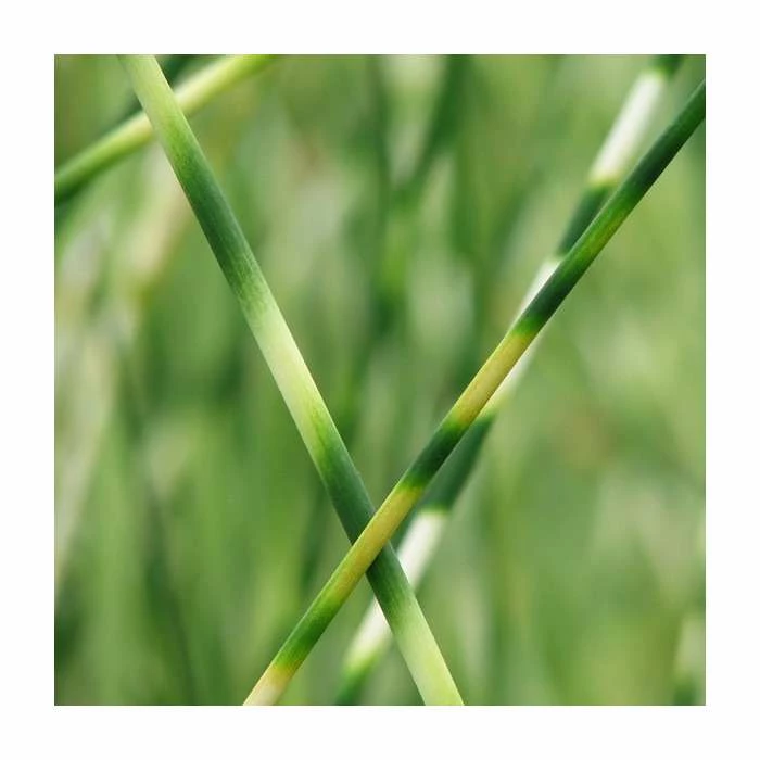 Grey Club Rush | Schoenoplectus lacustris 'Zebrinus'