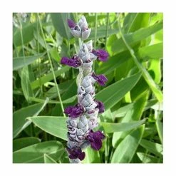 Powdery Alligator Flag | Thalia dealbata