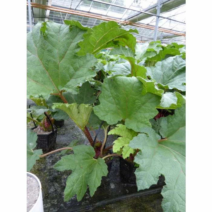 Giant Rhubarb | Gunnera manicata - Image 2