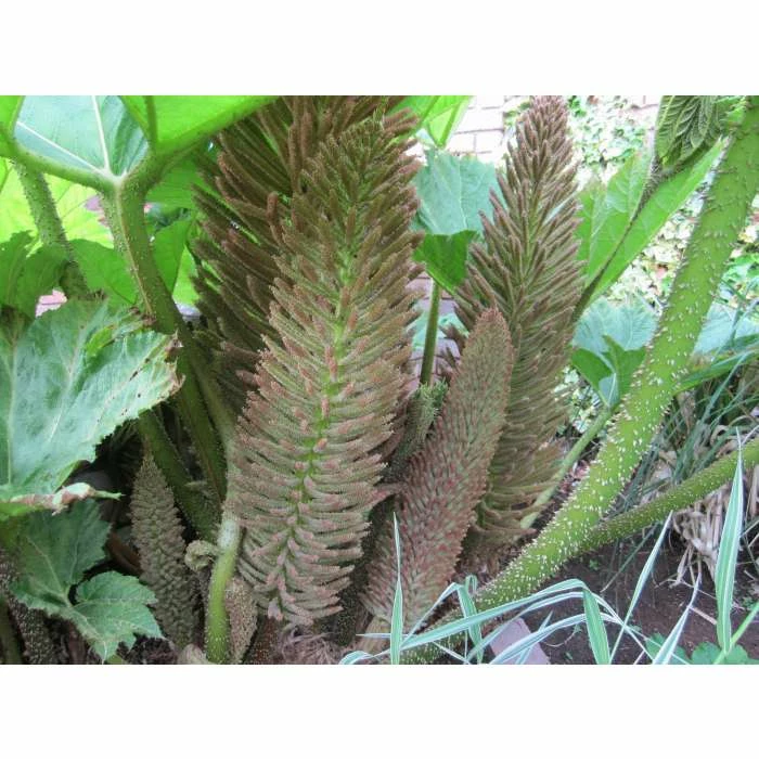 Giant Rhubarb | Gunnera manicata - Image 4