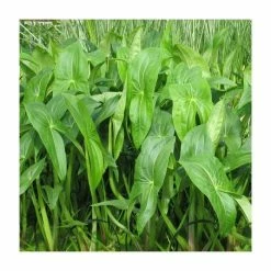 Wapato | Sagittaria latifolia