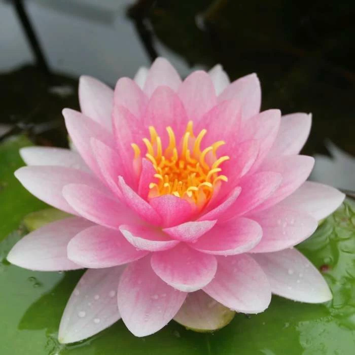 Nymphaea 'Hollandia' | Water Lily - Image 4