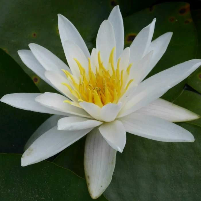 Nymphaea 'Alba' | Water Lily
