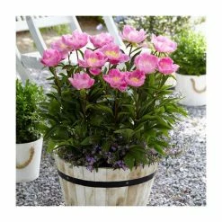 Peony lactiflora 'Bowl of Love' | 3 Litre Pot