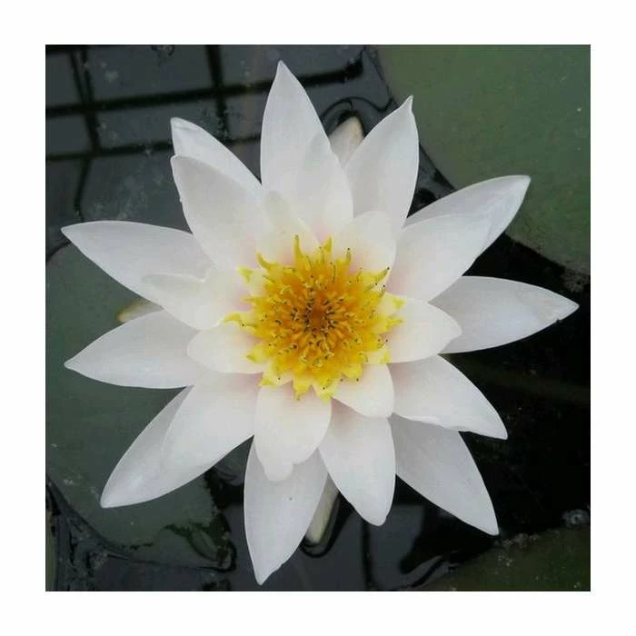 Nymphaea 'Gladstoniana' | Water Lily - Image 3