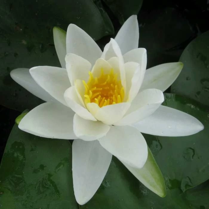 Nymphaea 'Gladstoniana' | Water Lily - Image 2