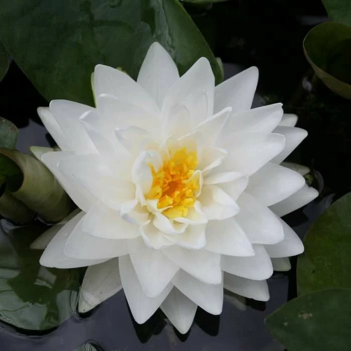 Large Double Petal White Water Lily - Nymphaea 'Gonnere' - 3L Pot