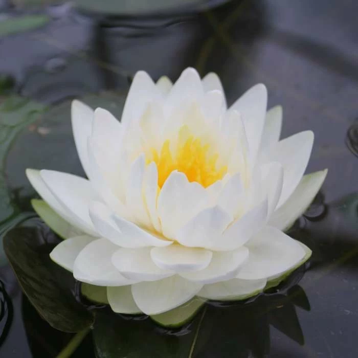 Large Double Petal White Water Lily - Nymphaea 'Gonnere' - 3L Pot - Image 2