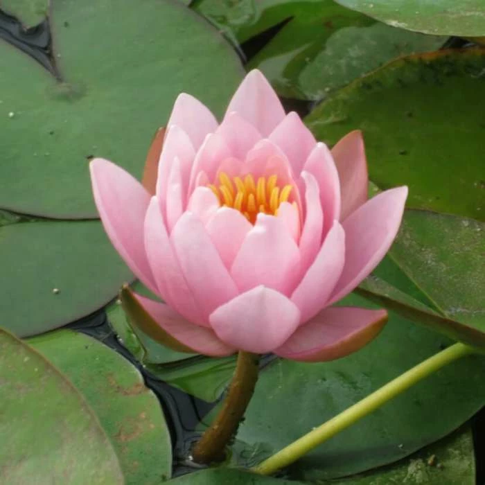 Large Water Lily 'Marliacea Rosea' Nymphaea 'Marliacea Rosea' - 3L Pot - Image 2