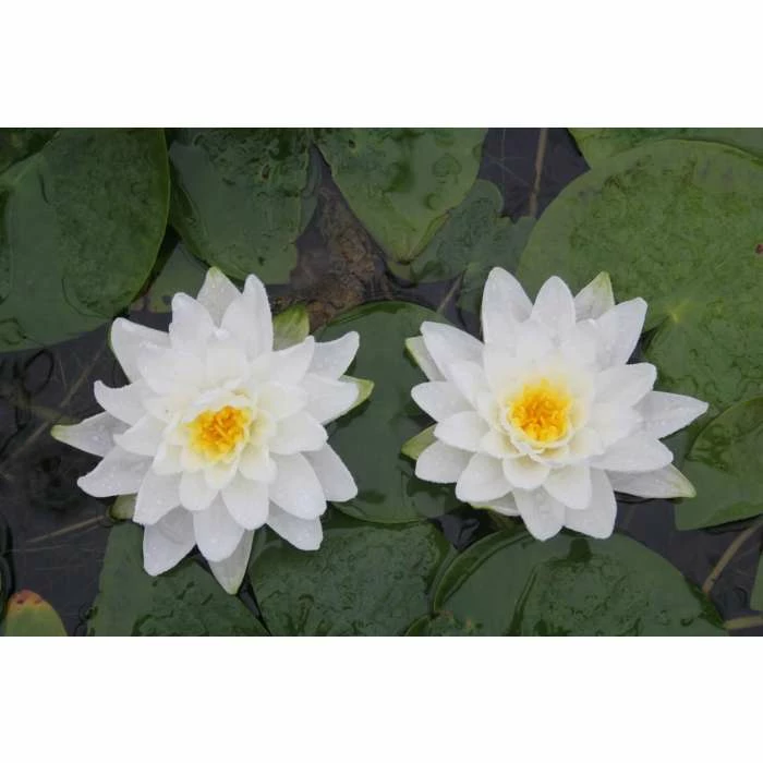 Large Water Lily 'Perry's Double White' Nymphaea 'Perry's Double White' - 3L Pot - Image 3
