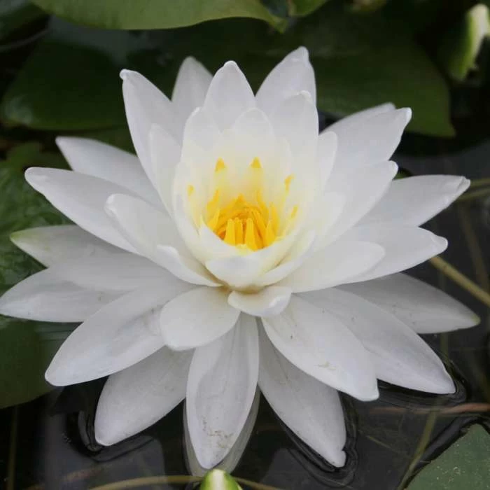 Large Water Lily 'Perry's Double White' Nymphaea 'Perry's Double White' - 3L Pot