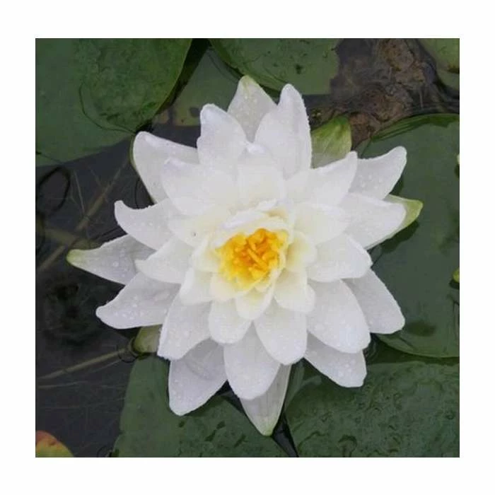 Large Water Lily 'Perry's Double White' Nymphaea 'Perry's Double White' - 3L Pot - Image 2