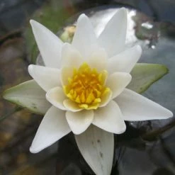 2L Dwarf Water Lily 'Alba' - Nymphaea 'Pygmaea Alba' - 2L Pot