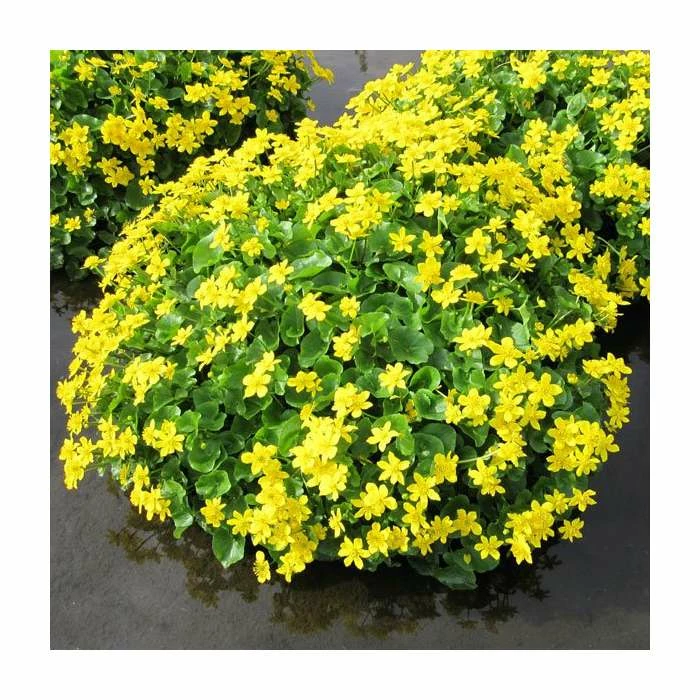 Large Giant Marsh Marigold Caltha palustris 'Polypetala' - 3L Pot