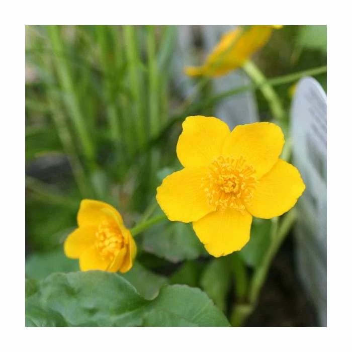 Large Giant Marsh Marigold Caltha palustris 'Polypetala' - 3L Pot - Image 2