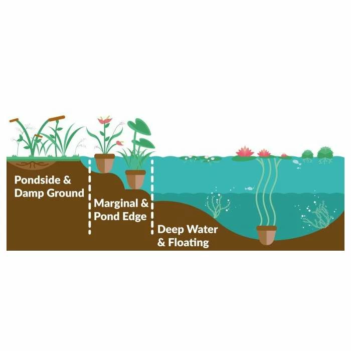 Papyrus | Cyperus papyrus - Image 3