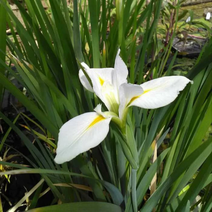 Large Louisiana Iris 'Her Highness' Iris Louisiana 'Her Highness' - 3L Pot - Image 2