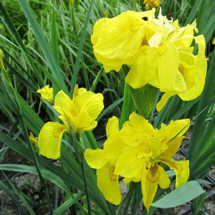 Large Double Yellow Flag Iris Pseudacorus Flore Pleno - 3L Pot