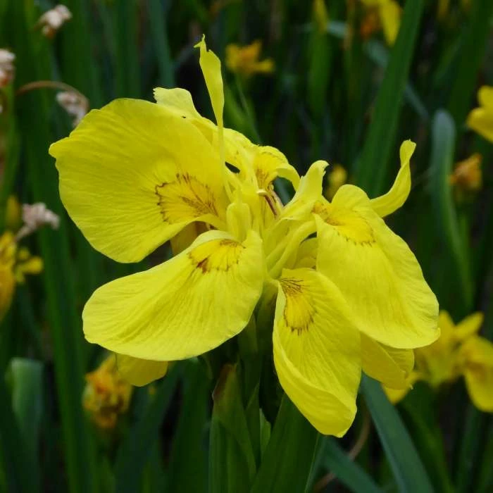 Large Double Yellow Flag Iris Pseudacorus Flore Pleno - 3L Pot - Image 2