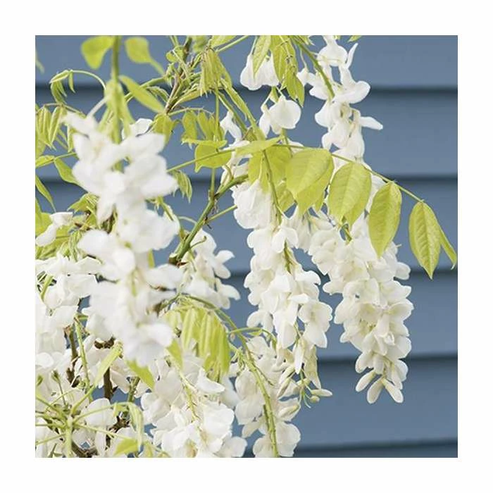 2-3ft White Wisteria Plant | 3L Pot | Wisteria sinensis alba - Image 2