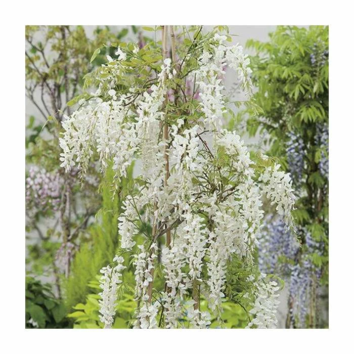 2-3ft White Wisteria Plant | 3L Pot | Wisteria sinensis alba - Image 3