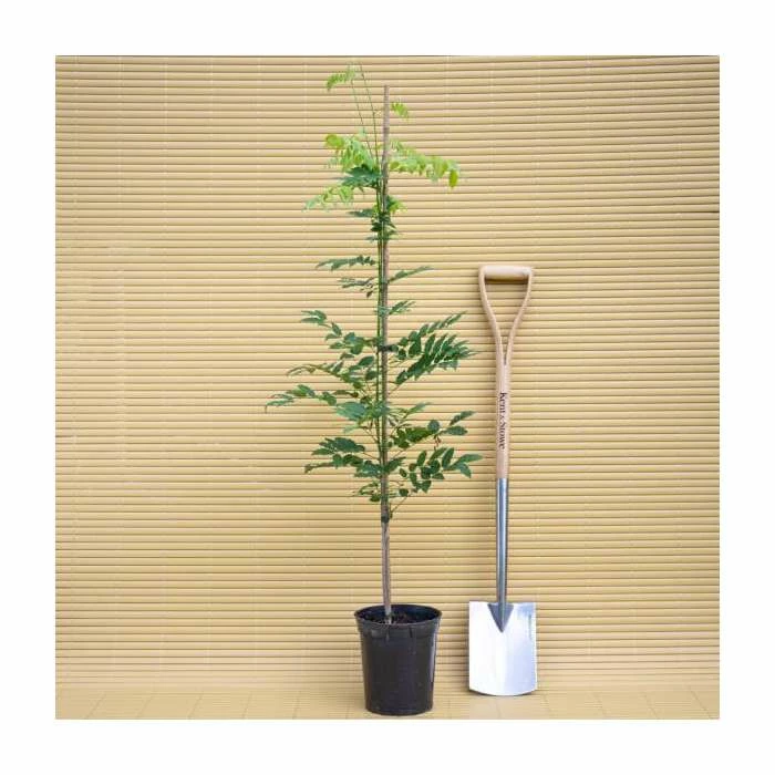 2-3ft White Wisteria Plant | 3L Pot | Wisteria sinensis alba - Image 4