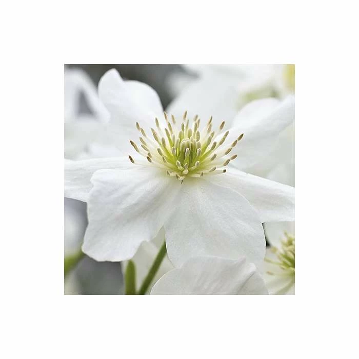 50-90cm Clematis × Cartmanii 'Avalanche' - 3L Pot - Image 2