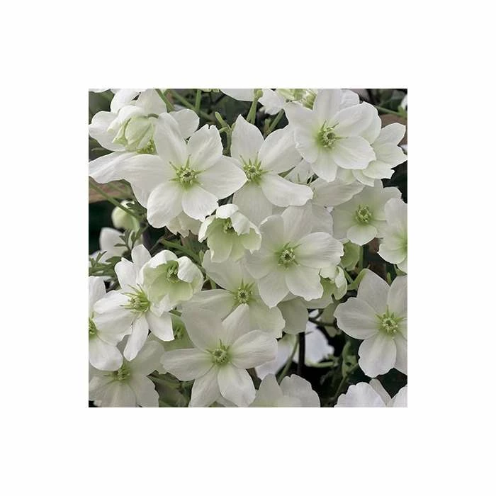 50-90cm Clematis × Cartmanii 'Avalanche' - 3L Pot - Image 3