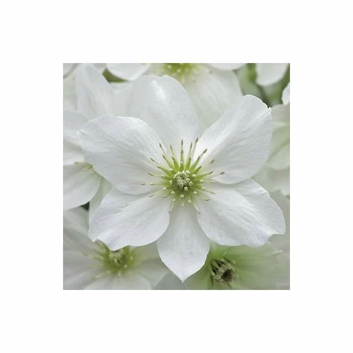 50-90cm Clematis × Cartmanii 'Avalanche' - 3L Pot - Image 4