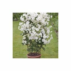 50-90cm Clematis × Cartmanii 'Avalanche' - 3L Pot