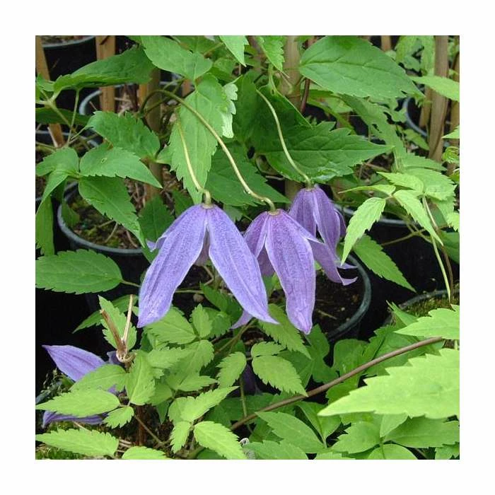 50-90cm Clematis Alpina 'Helsingborg' | 3L Pot