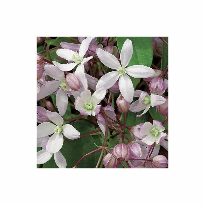 50-90cm Clematis Armandii 'Apple Blossom' - 3L Pot - Image 2