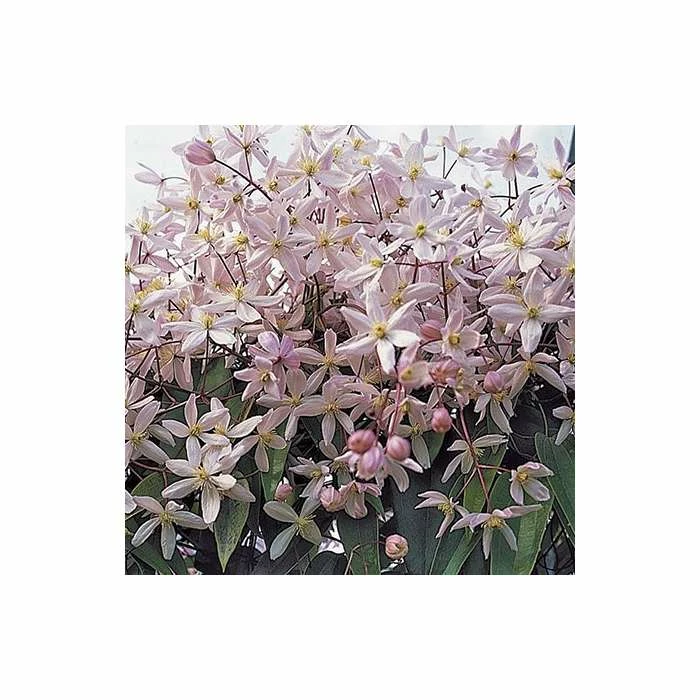 50-90cm Clematis Armandii 'Apple Blossom' - 3L Pot - Image 3