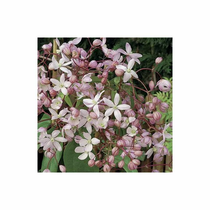 50-90cm Clematis Armandii 'Apple Blossom' - 3L Pot - Image 4