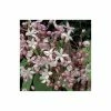 50-90cm Clematis Armandii 'Apple Blossom' - 3L Pot
