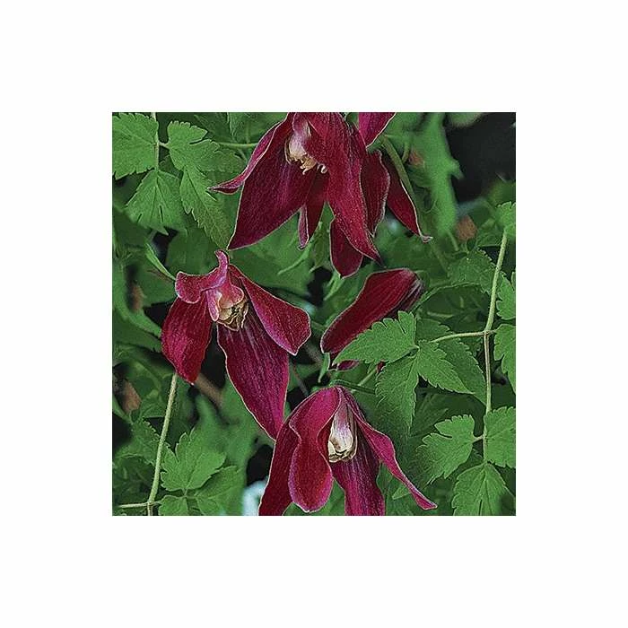 50-90cm Clematis Alpina 'Ruby' - 3L Pot - Image 2
