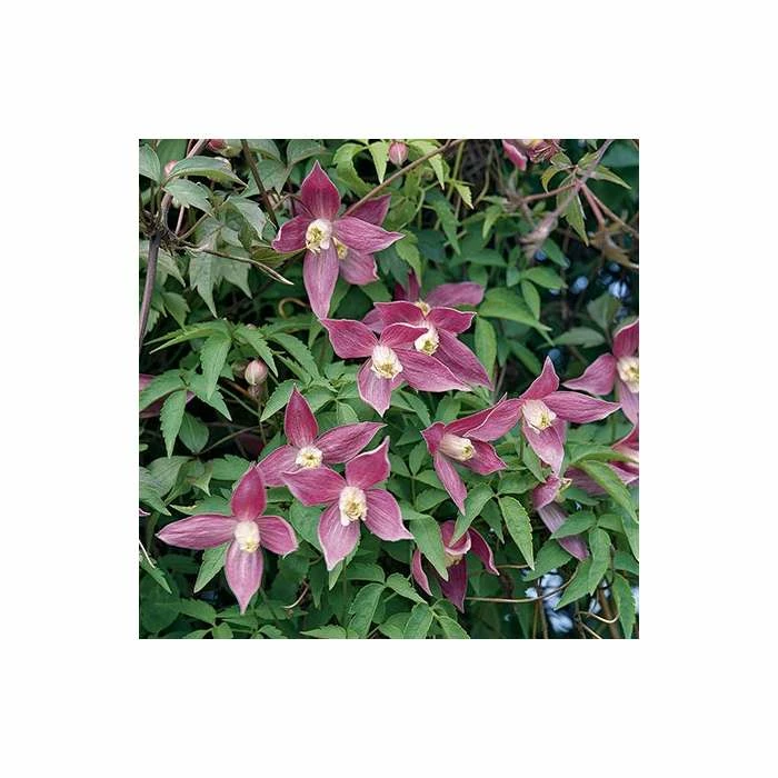 50-90cm Clematis Alpina 'Ruby' - 3L Pot - Image 3